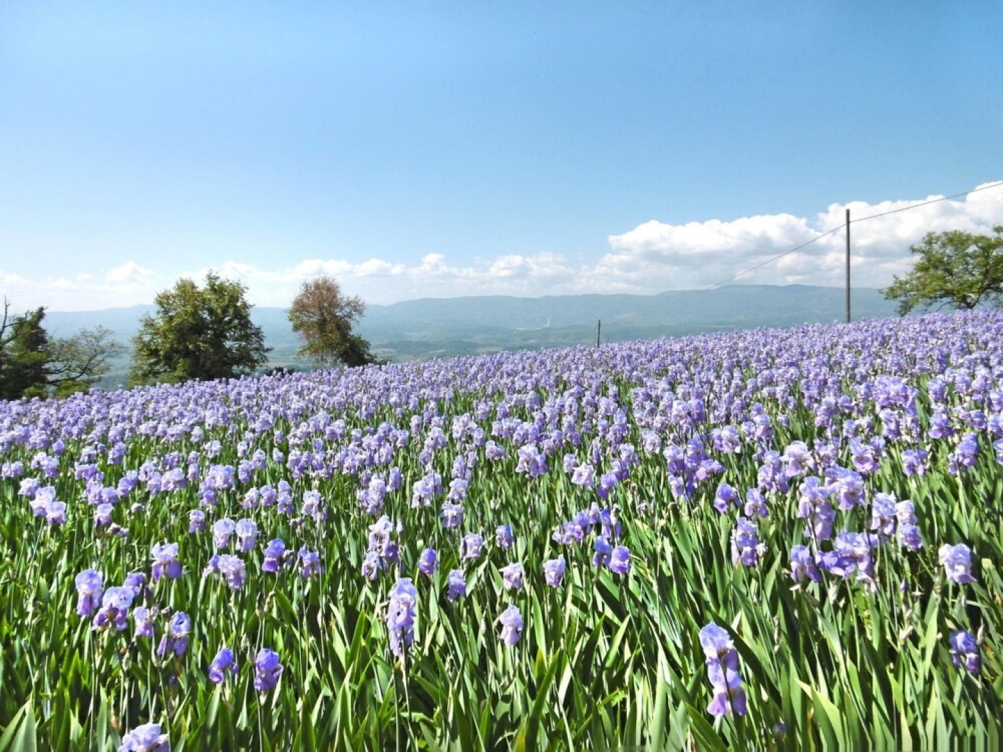 Belvedere Pulicciano