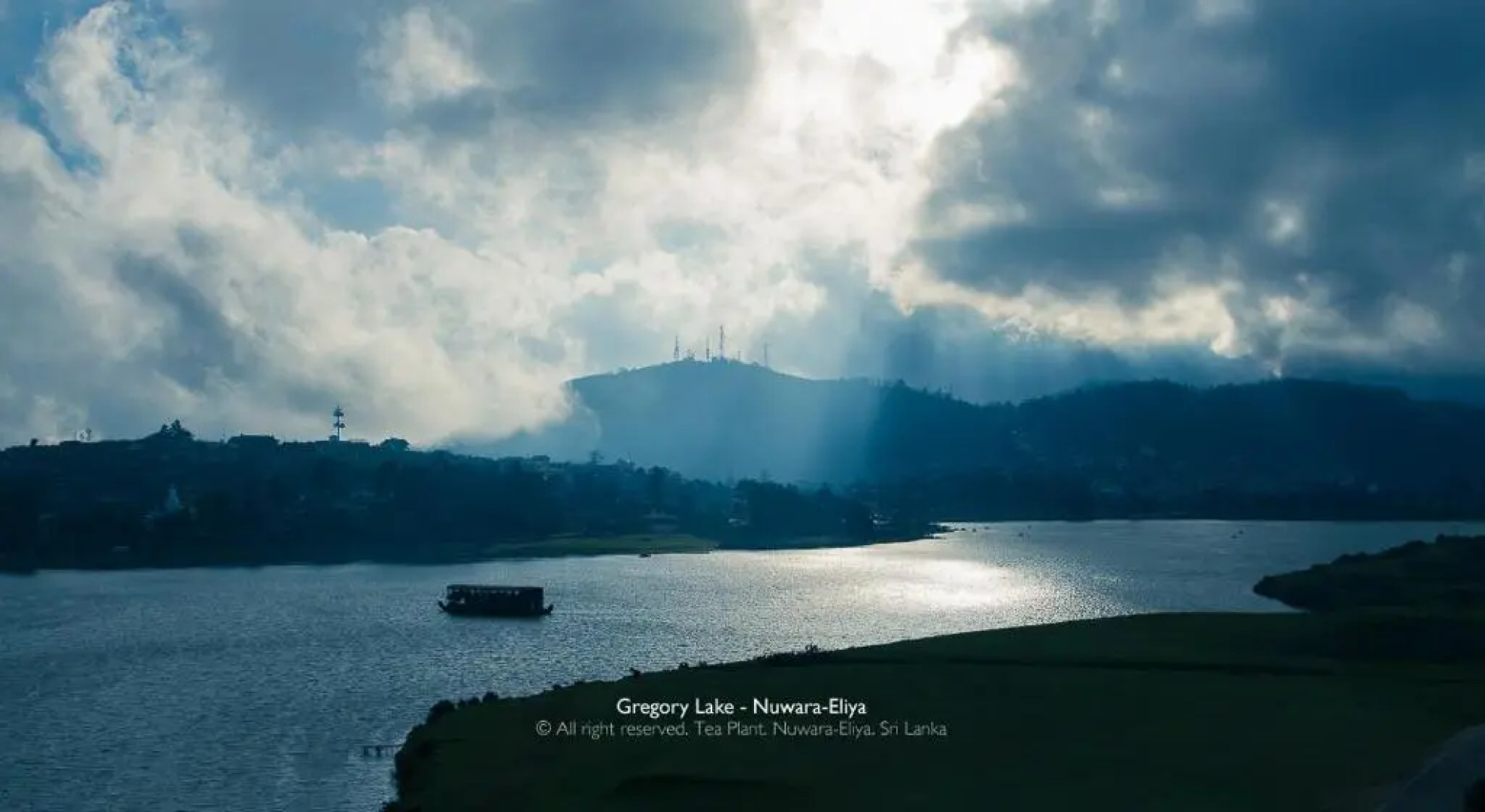 Tea Plant Nuwara Eliya