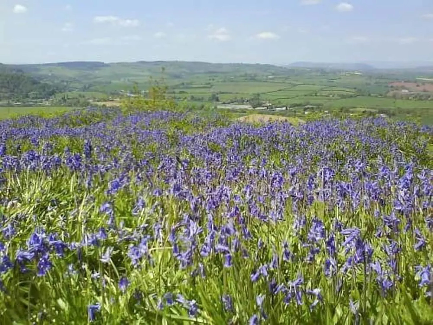 Norton House Bed & Breakfast & Cottages