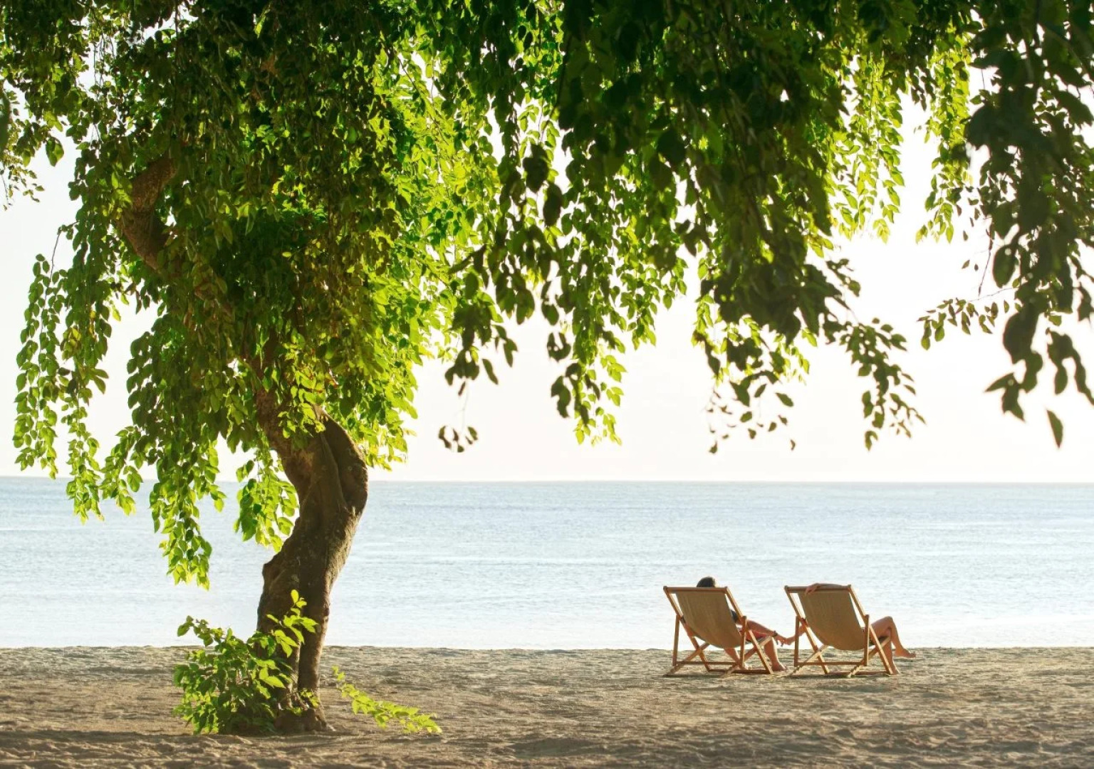 The Ravenala Attitude