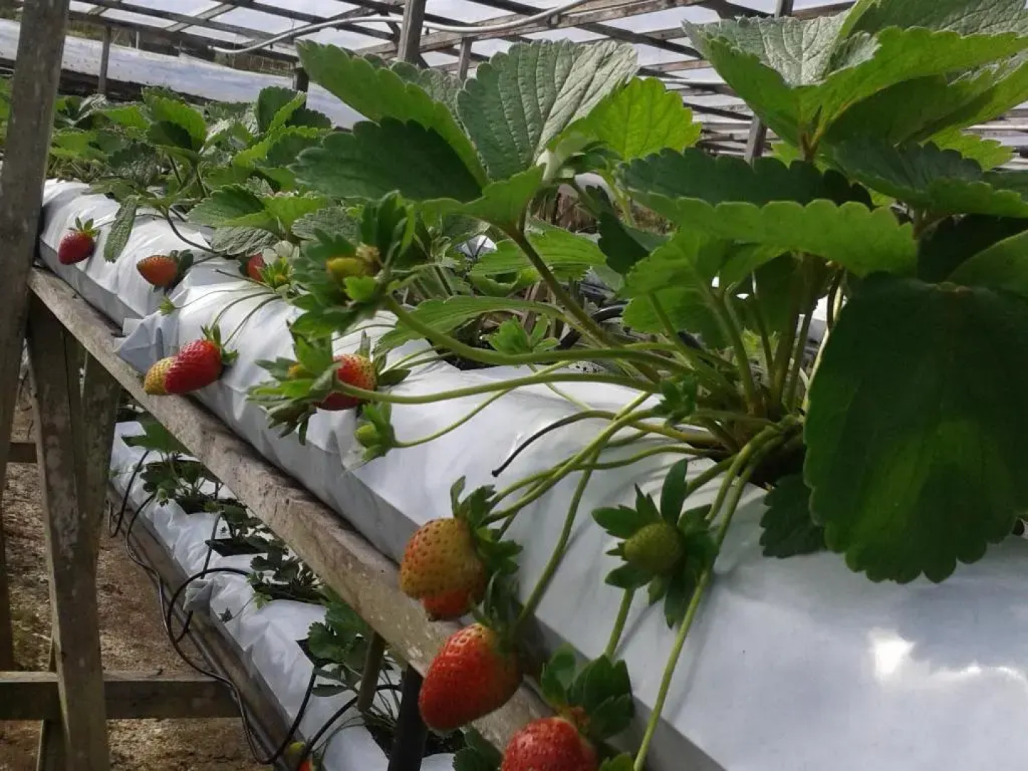 Strawberry Garden Hotel