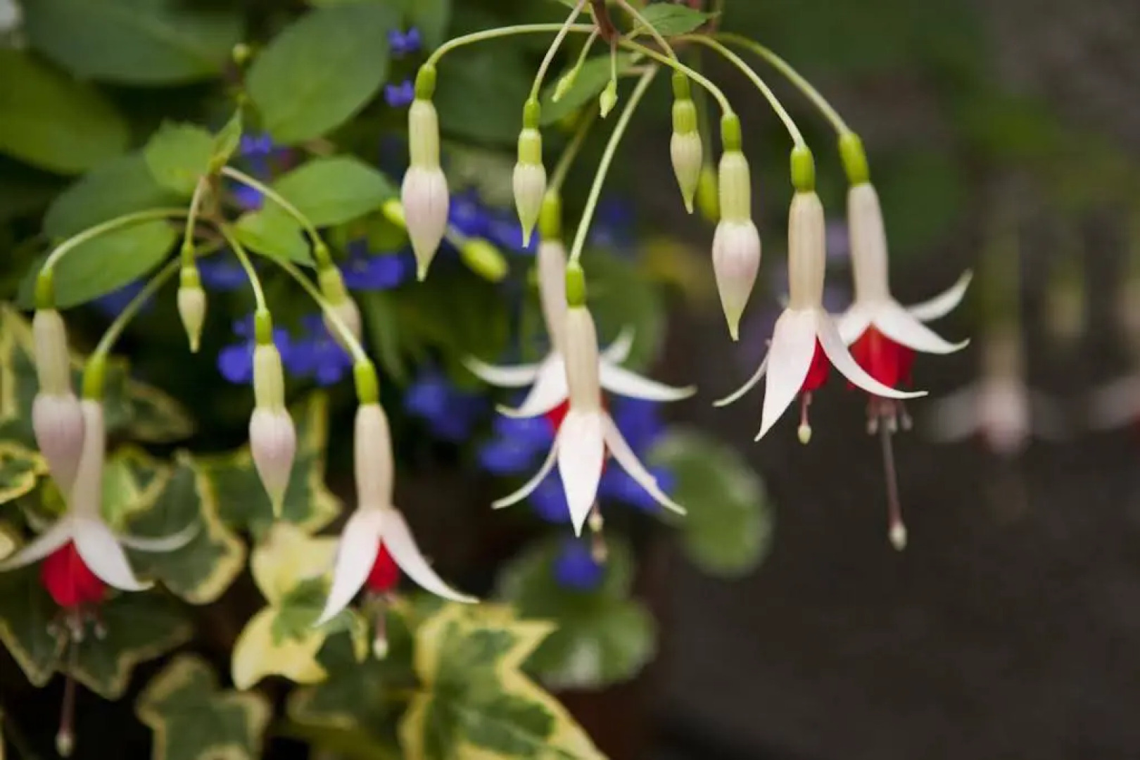 Rosehill Guest House