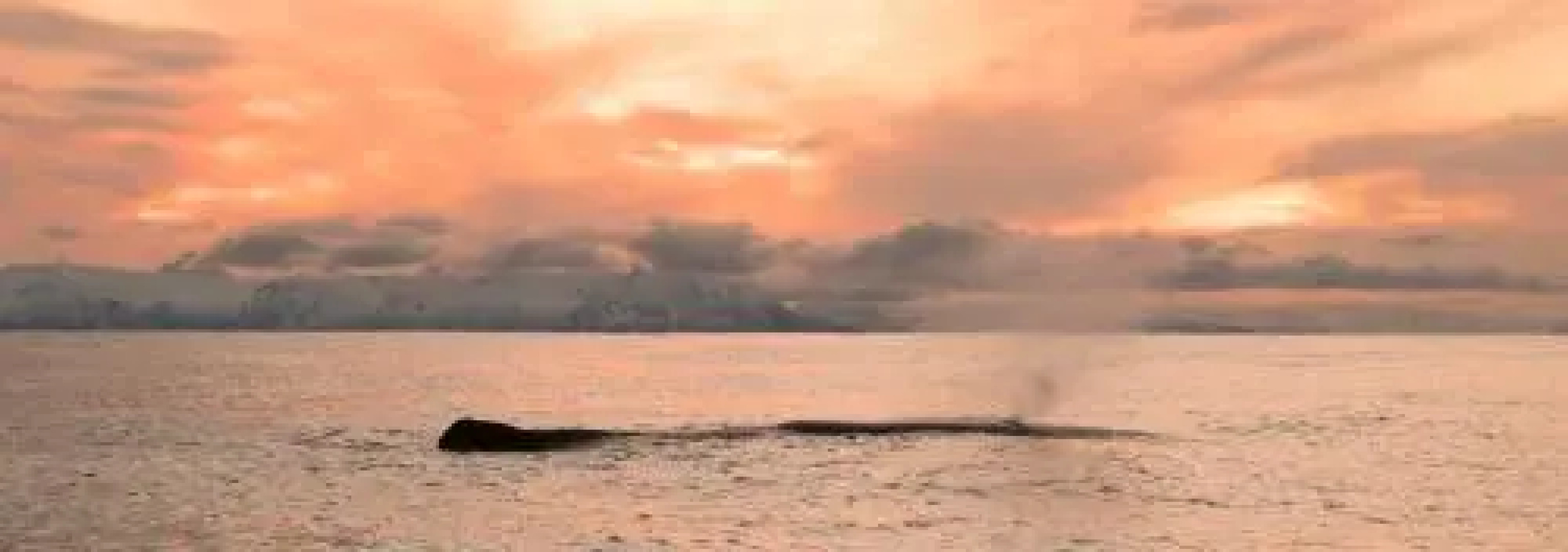 Ellingsen Apartment - Falcks Gate