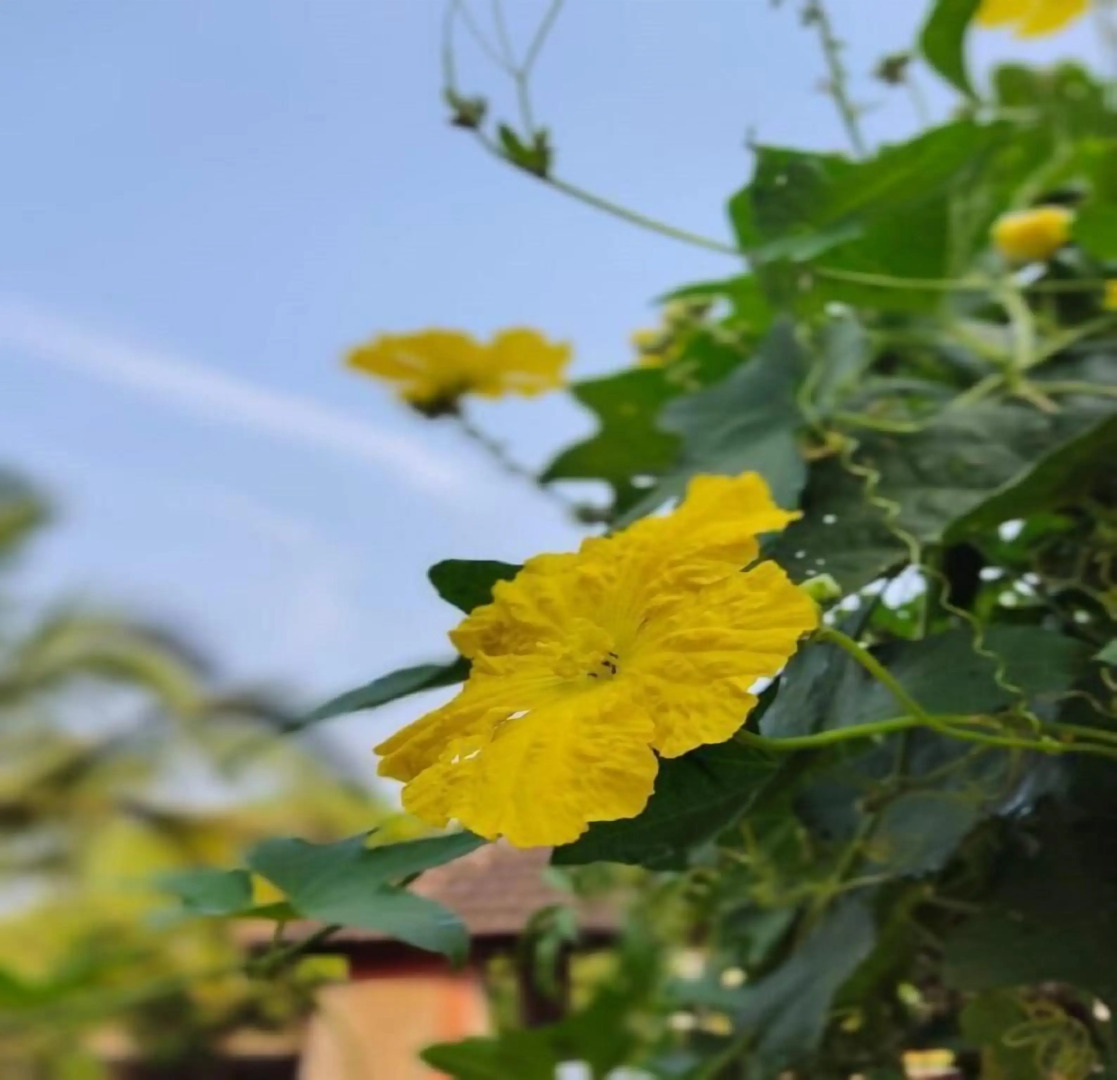 Surve Natures Resort