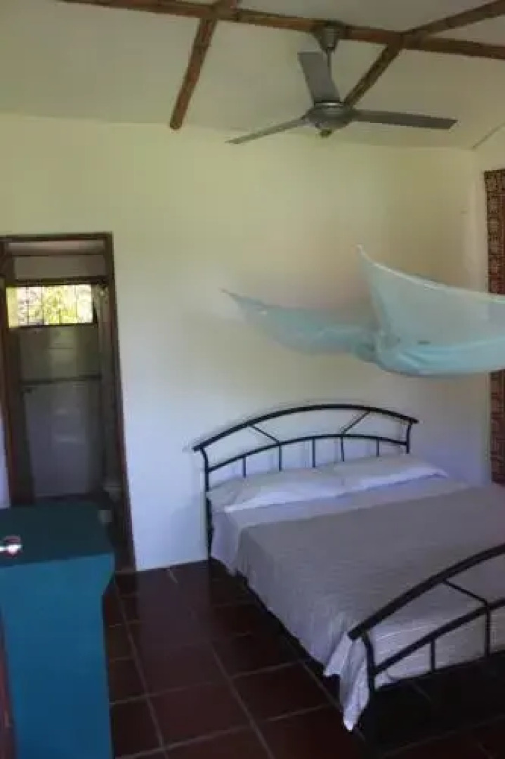 Jaguar Azul Palomino