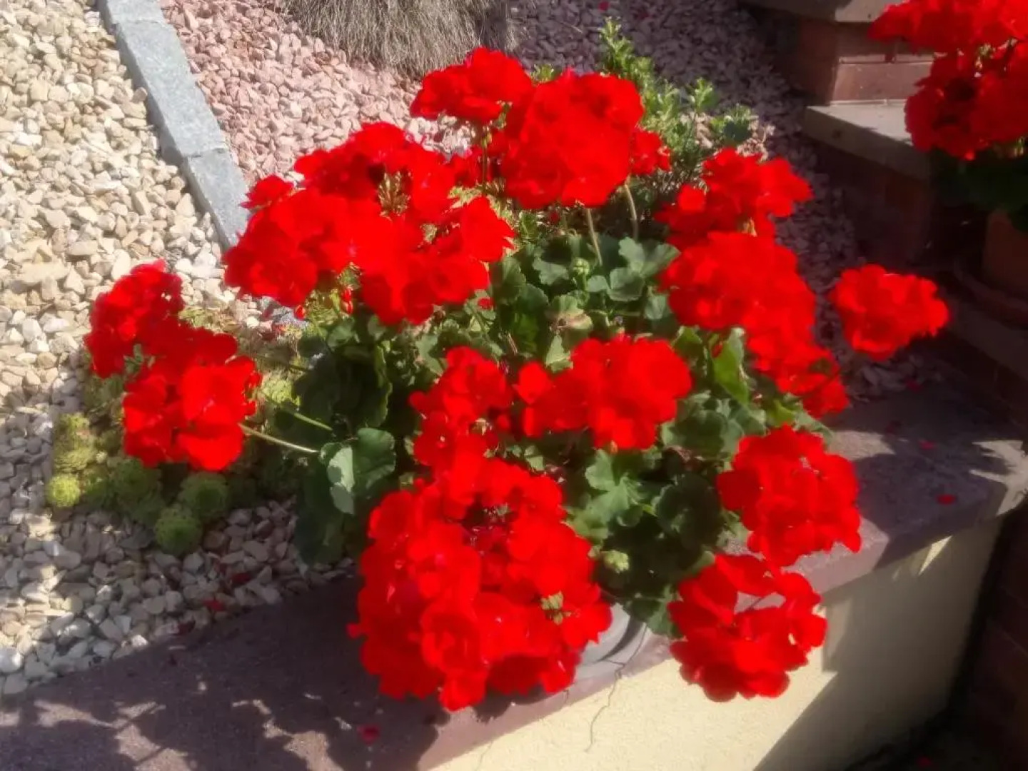 A l Ombre des Catalpas