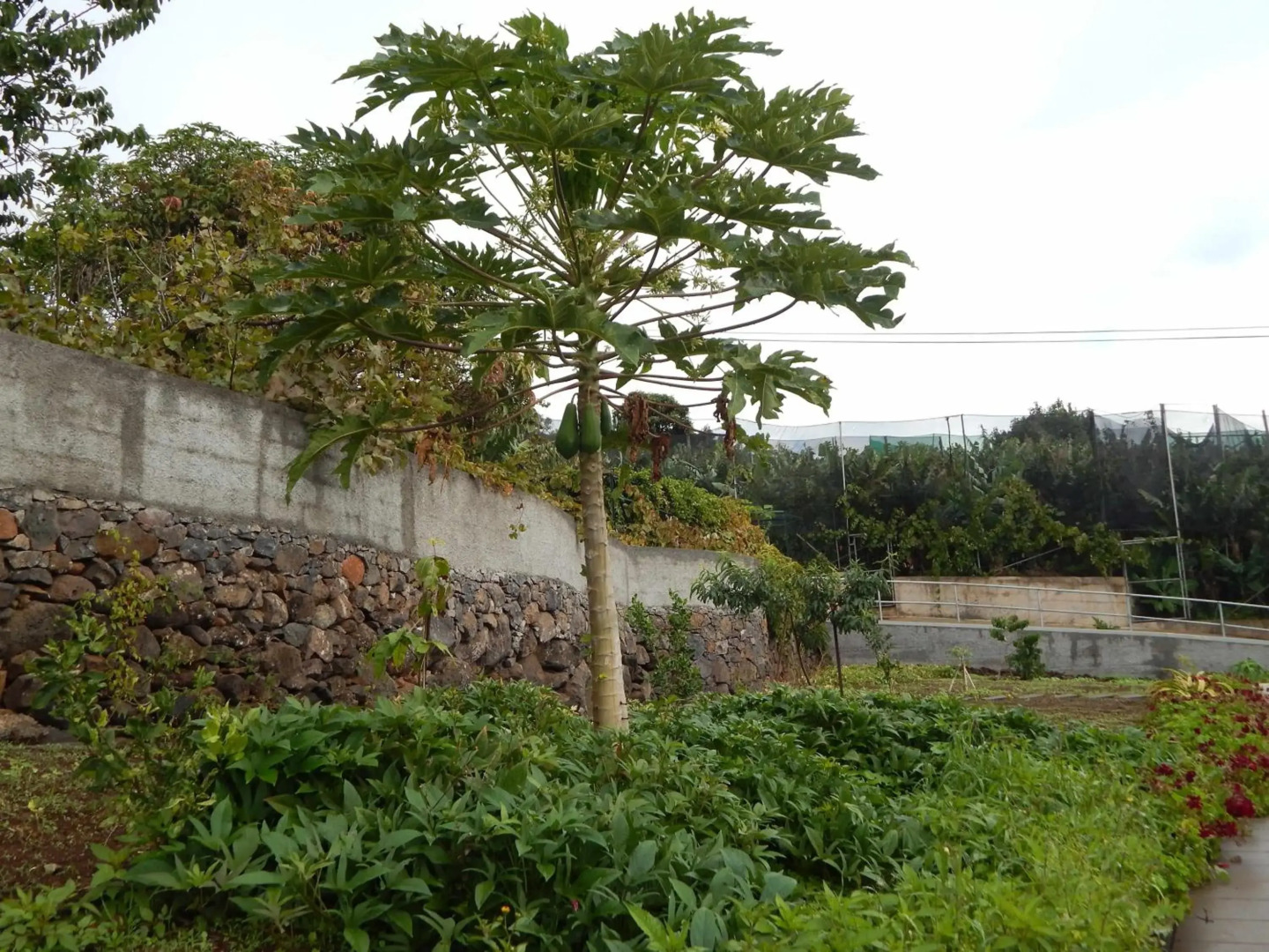 Villas Madalena Chalets vista mar cWiFi