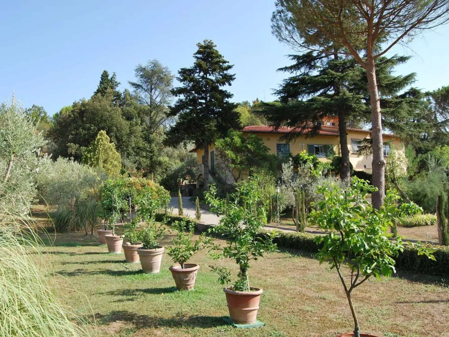 Ulivi di Castello