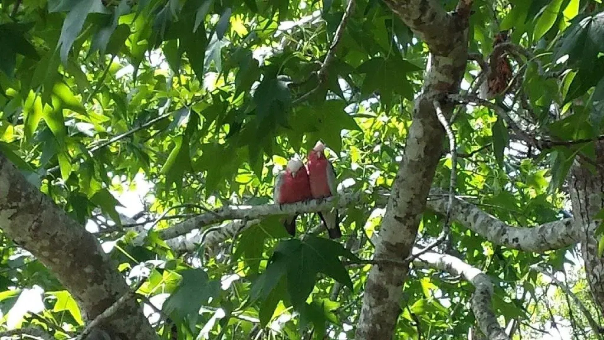 Rockwall Avoca Beach