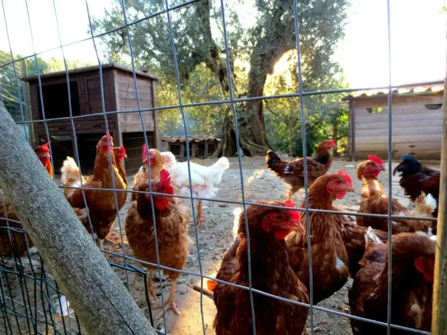 Casa Rondini, organic farm