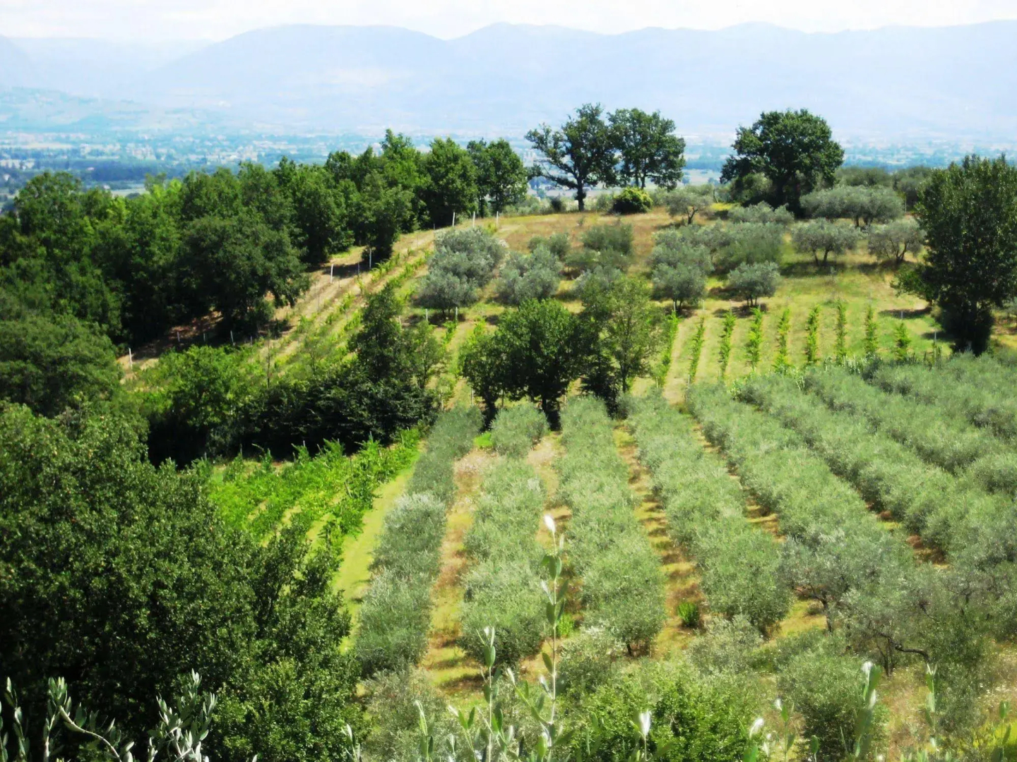 Villa Colle di Rocco