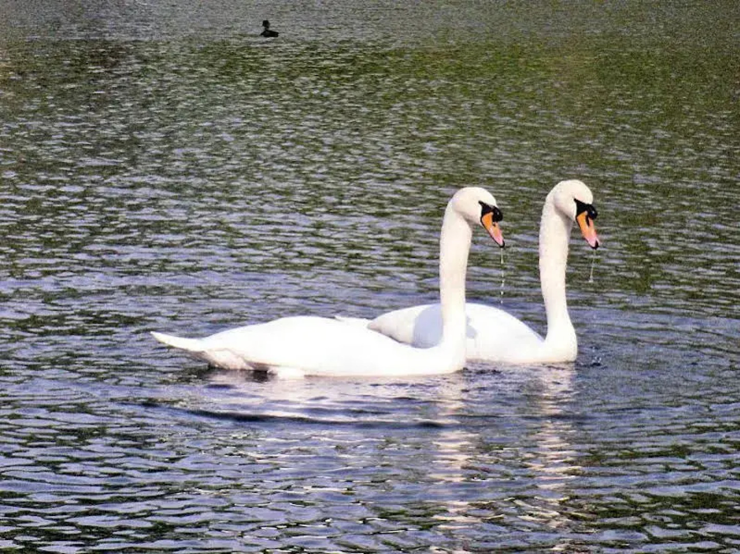 The Westminster Hotel