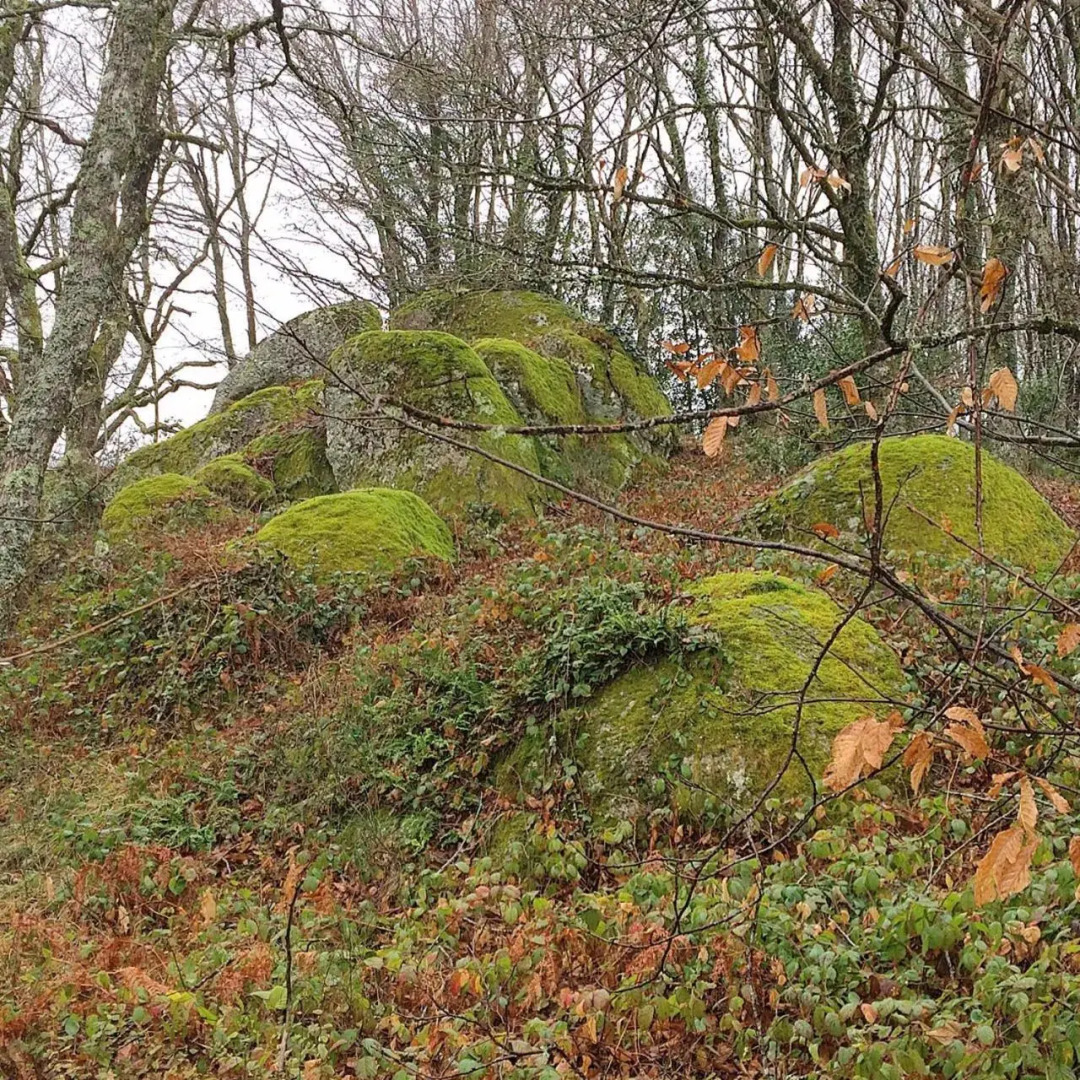 B and B Sycomore, La Bouriotte