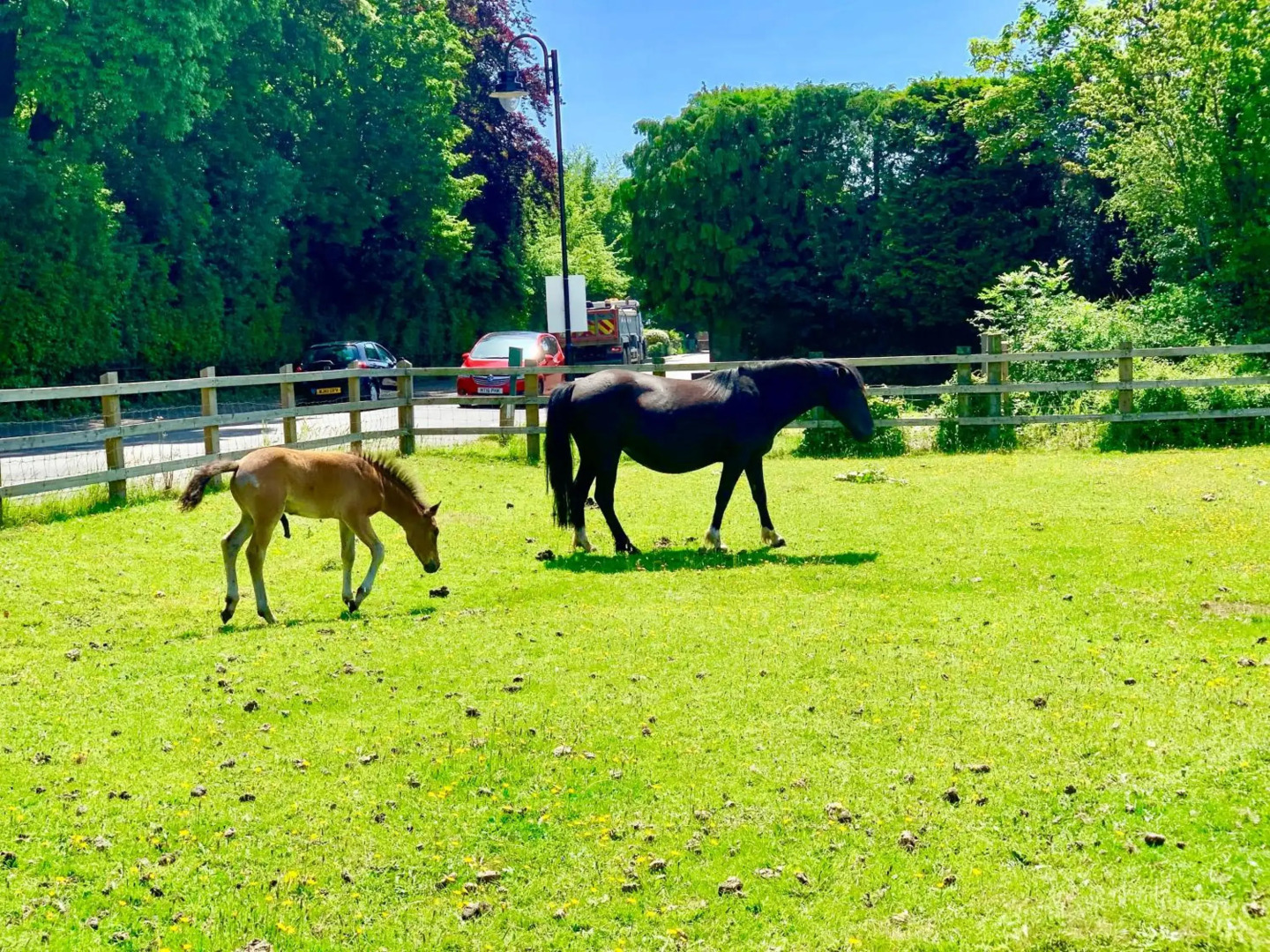 Forest & beach access Naish park
