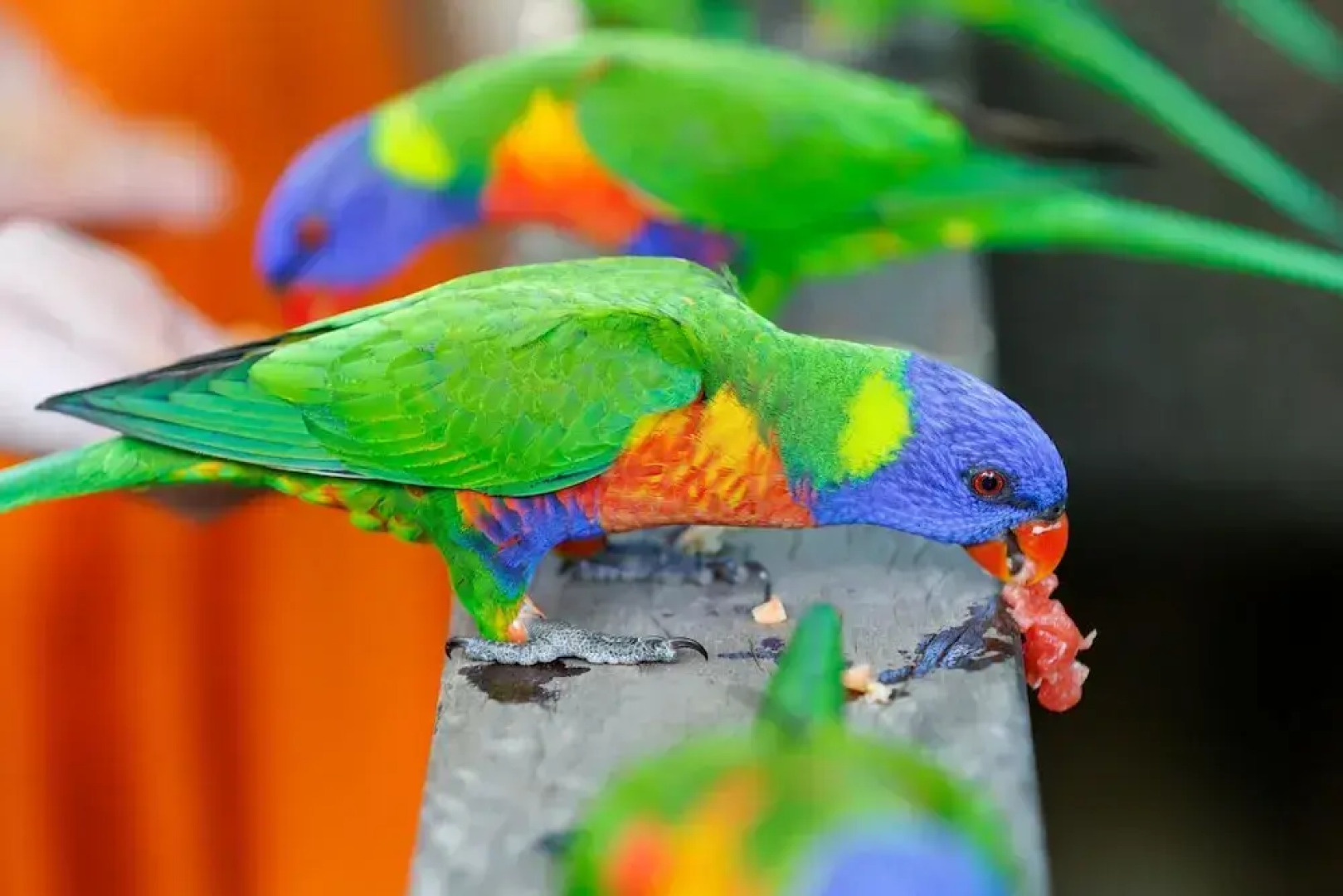 Bounce Magnetic Island