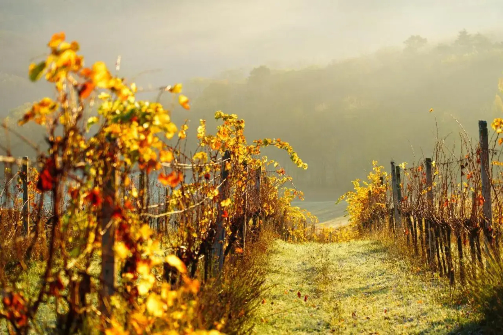 Vinařství Pod Hradem