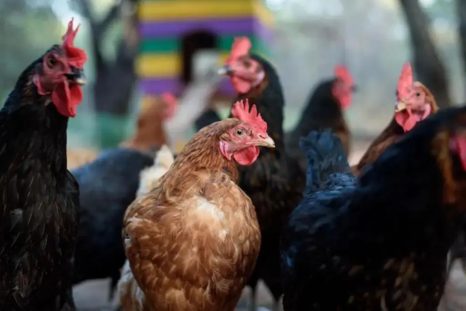 Paradisio Baby and Kinder Hotel