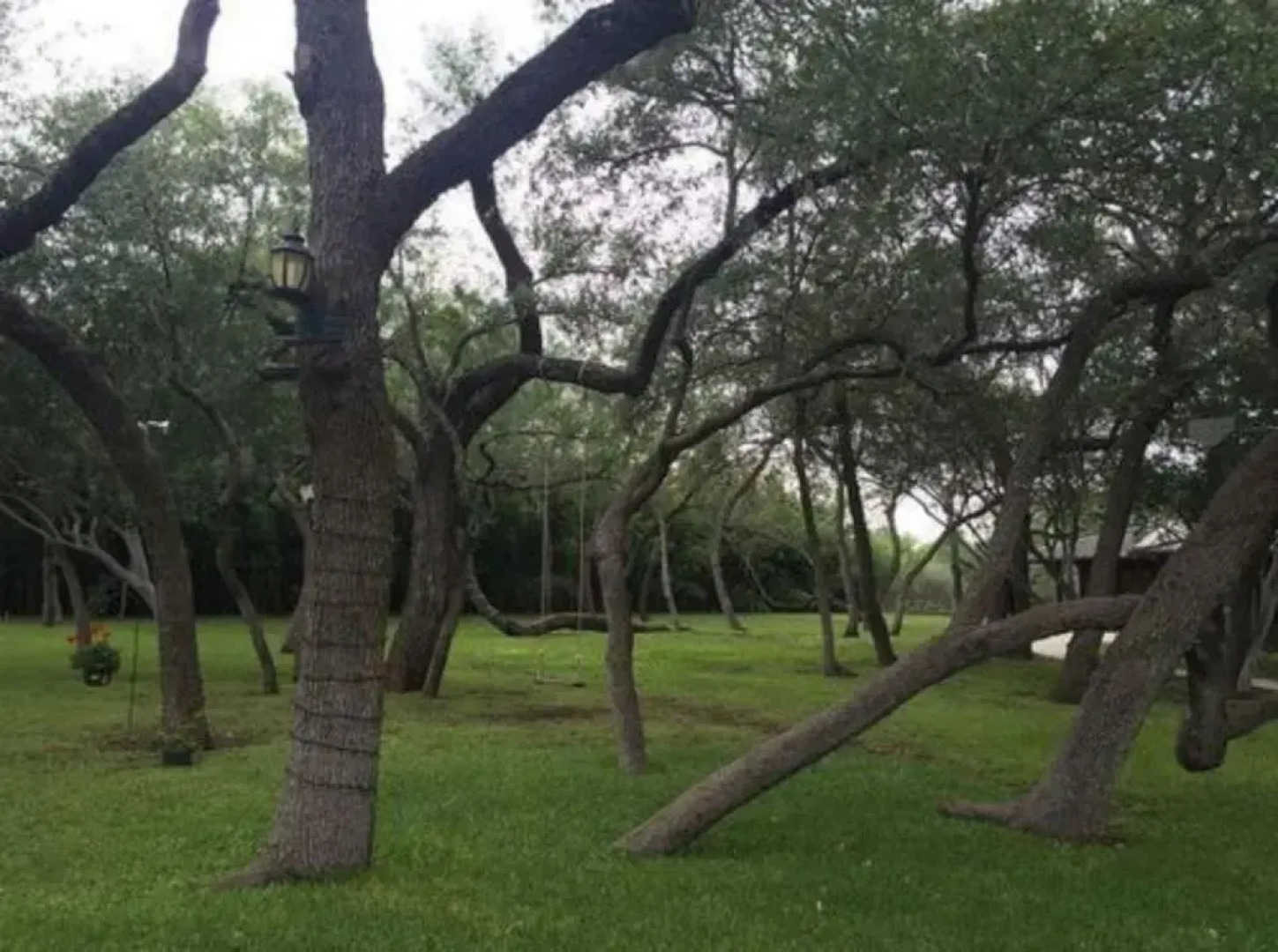 Live Oaks Bed and Breakfast