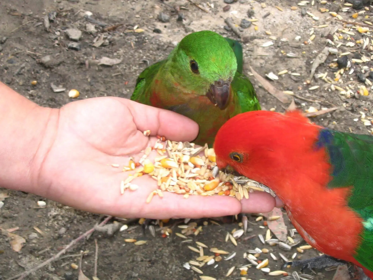 Lorne Bush House Cottages & Eco Retreats