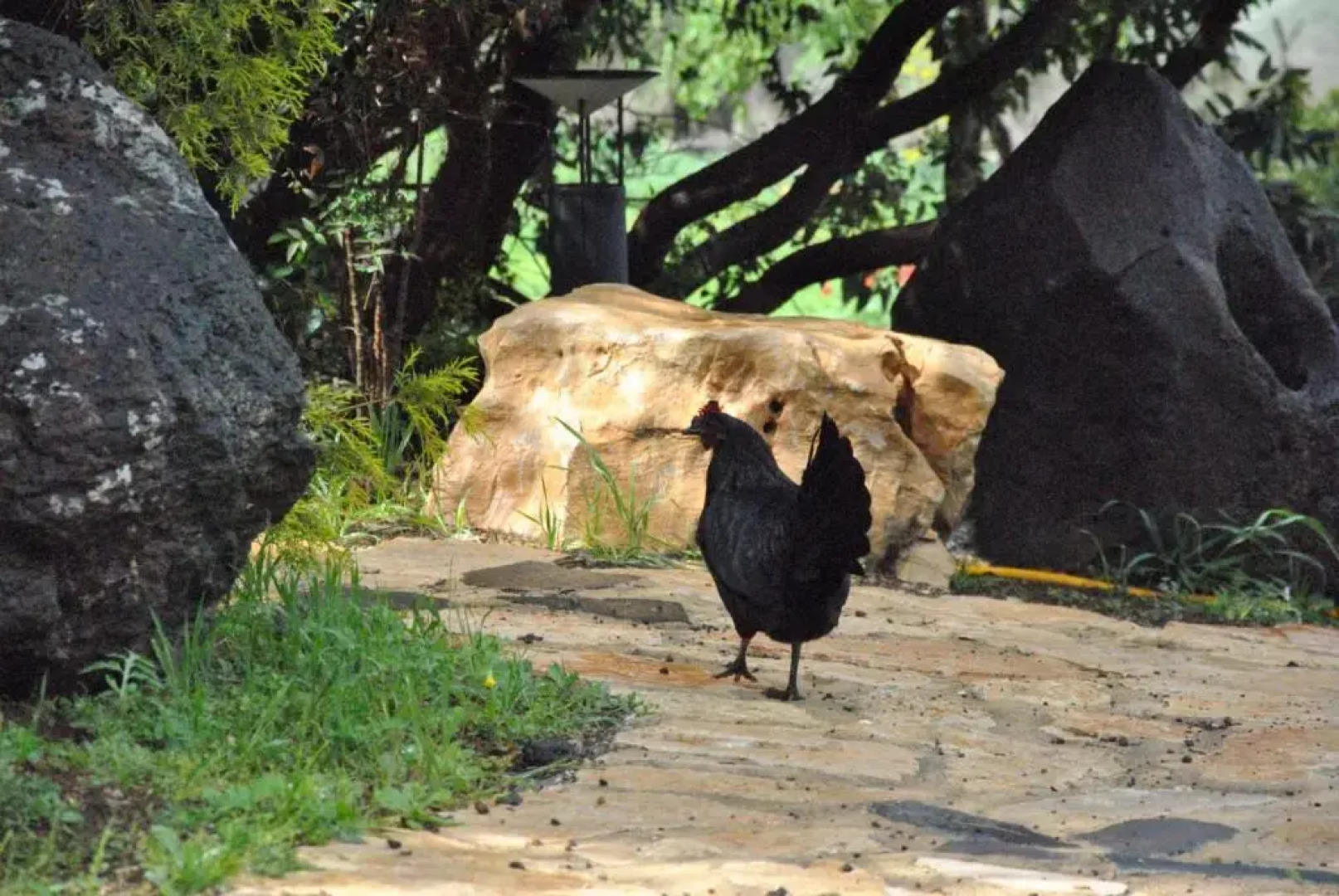 wooden Edge Of The Village