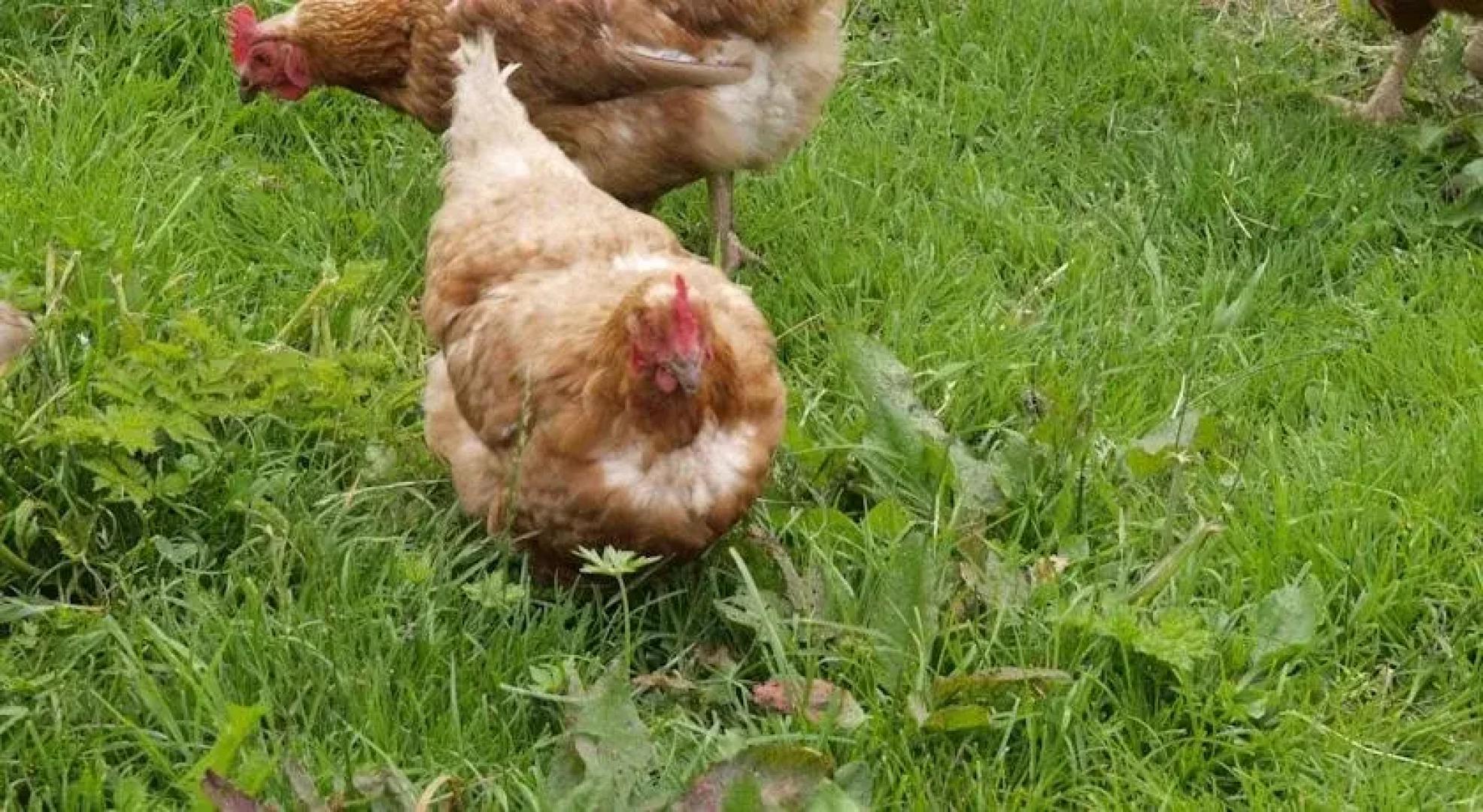 Ferienbauernhof Moosbrugger