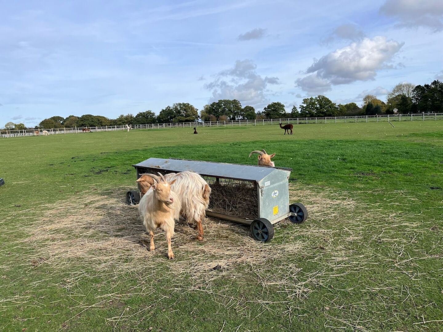 Coltsfoot Country Retreat