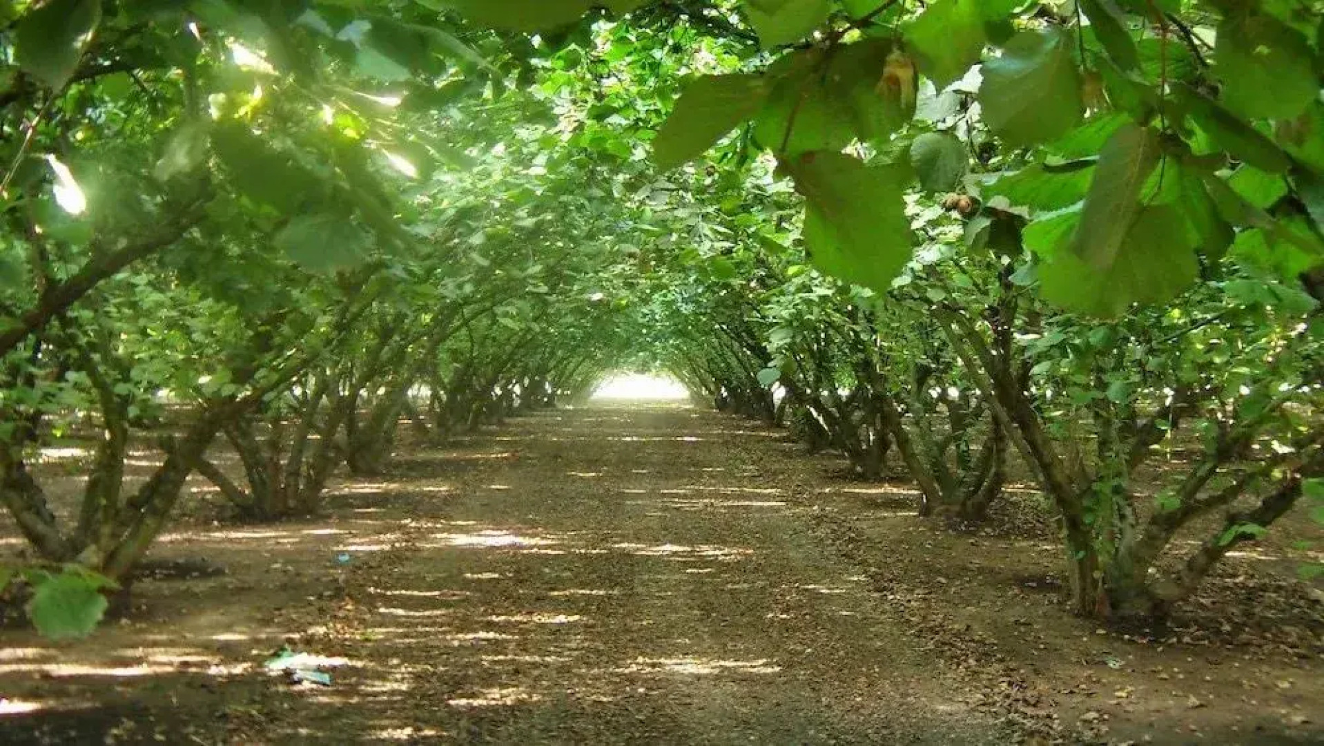 Bed & Breakfast Cascina Bambi