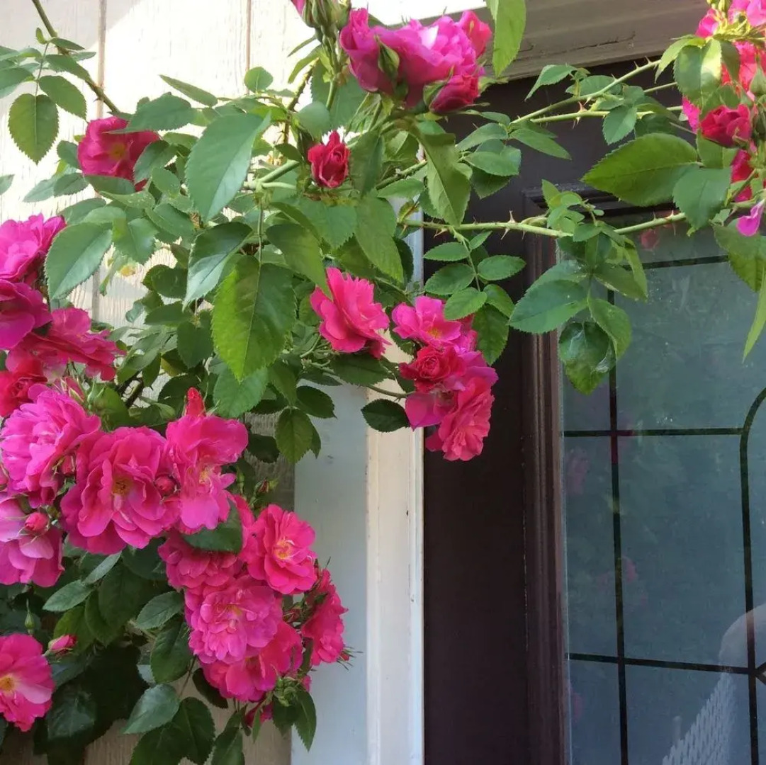 Via Veneto - Old Town