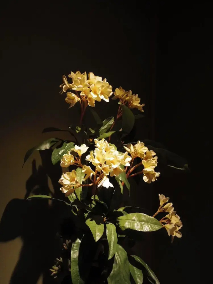 Sato No Hakoniwa Lodge 365