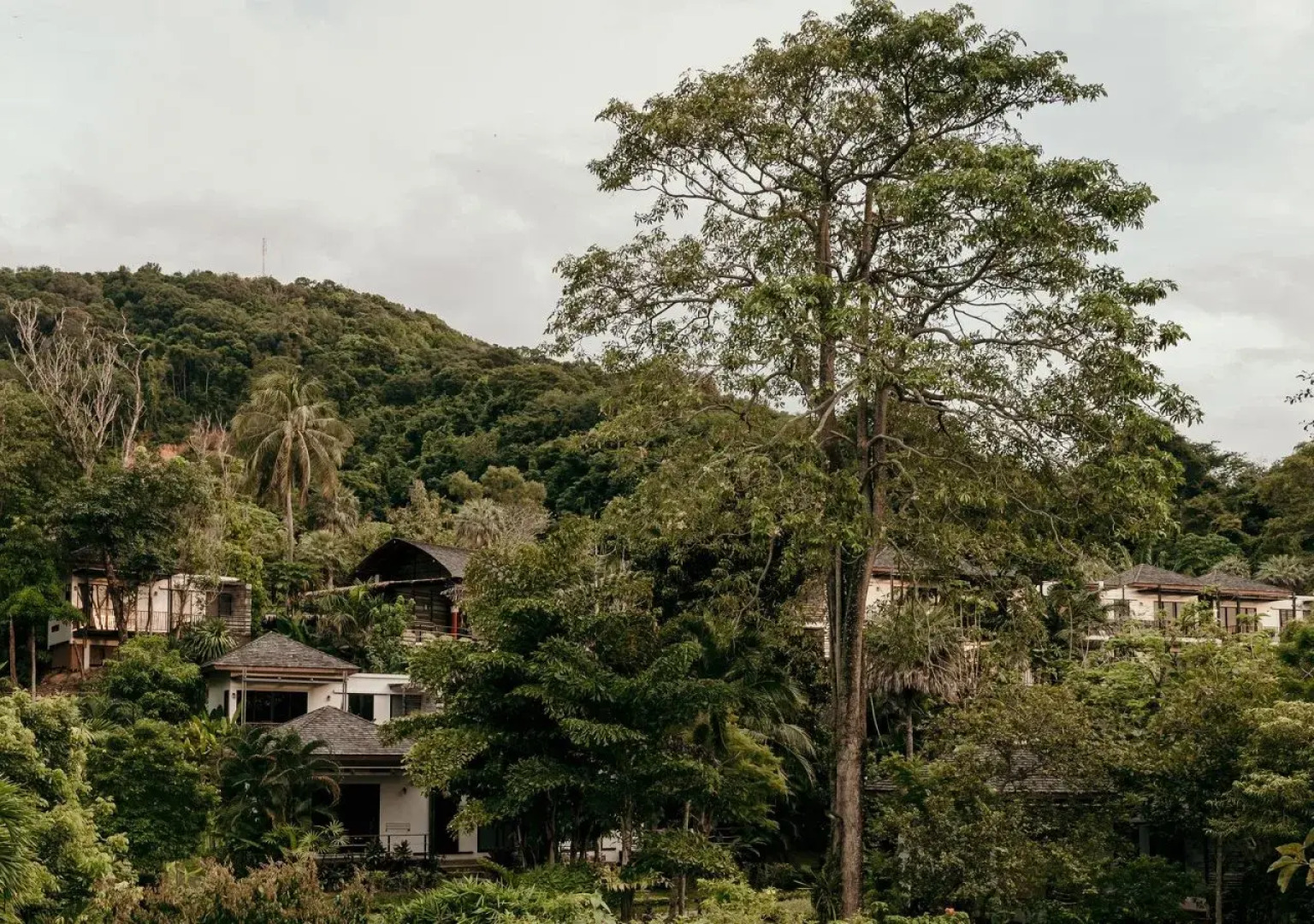 The Mangrove By Blu Monkey