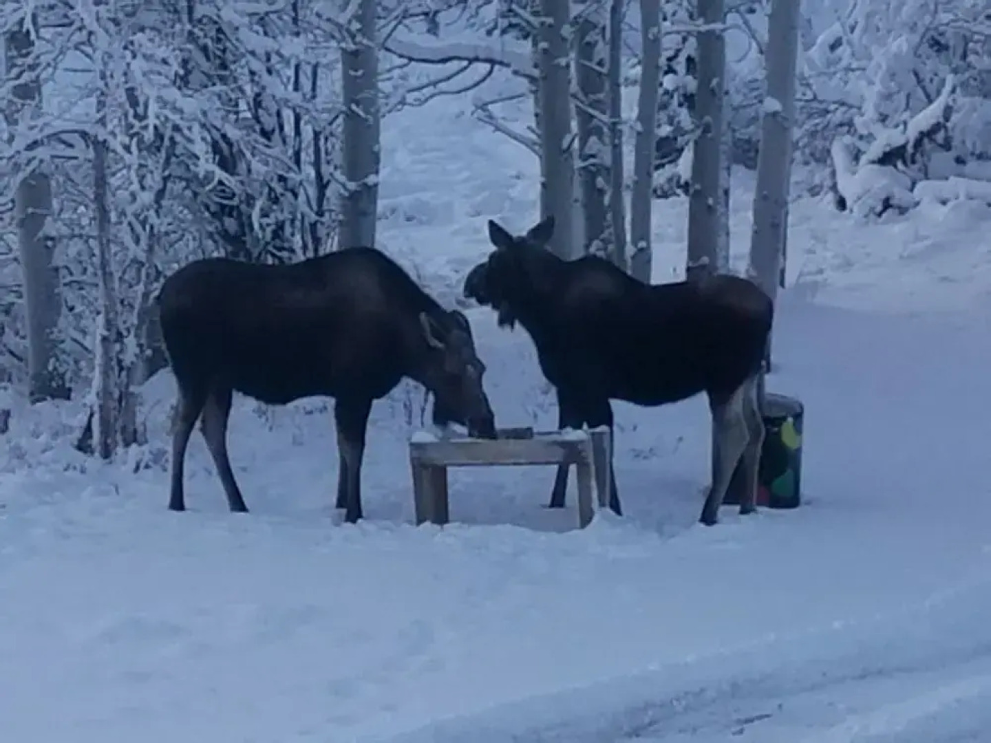 Denali Touch of Wilderness