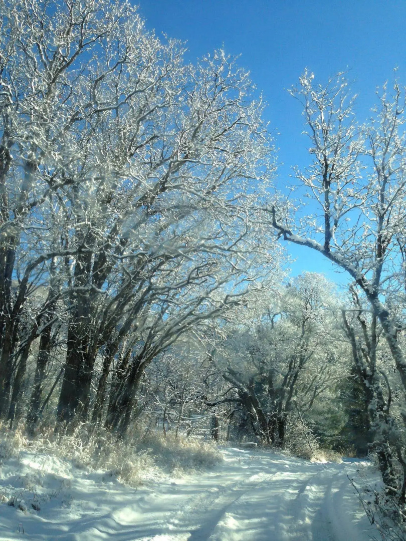 Treehouse by the Stream