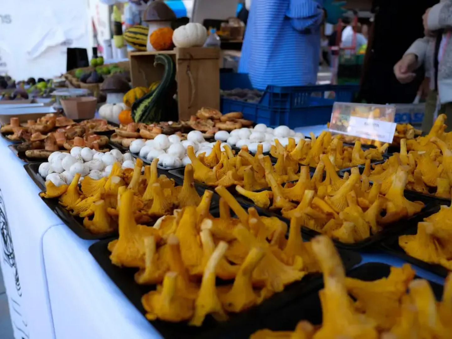 Luxury Apartment Stancesvic