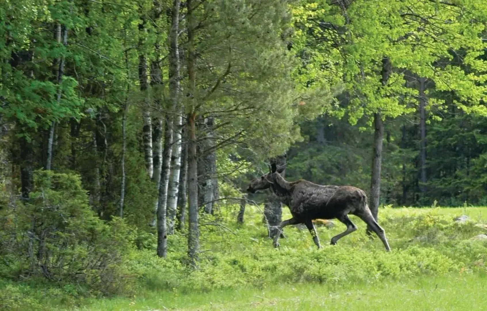 Awesome Home in Mellerud With 3 Bedrooms