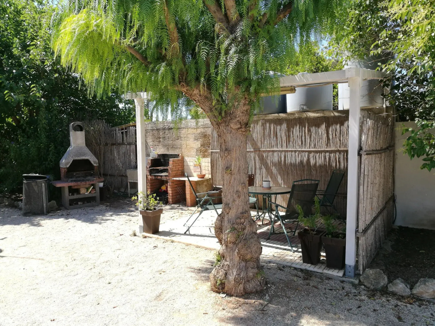 L'Araucaria