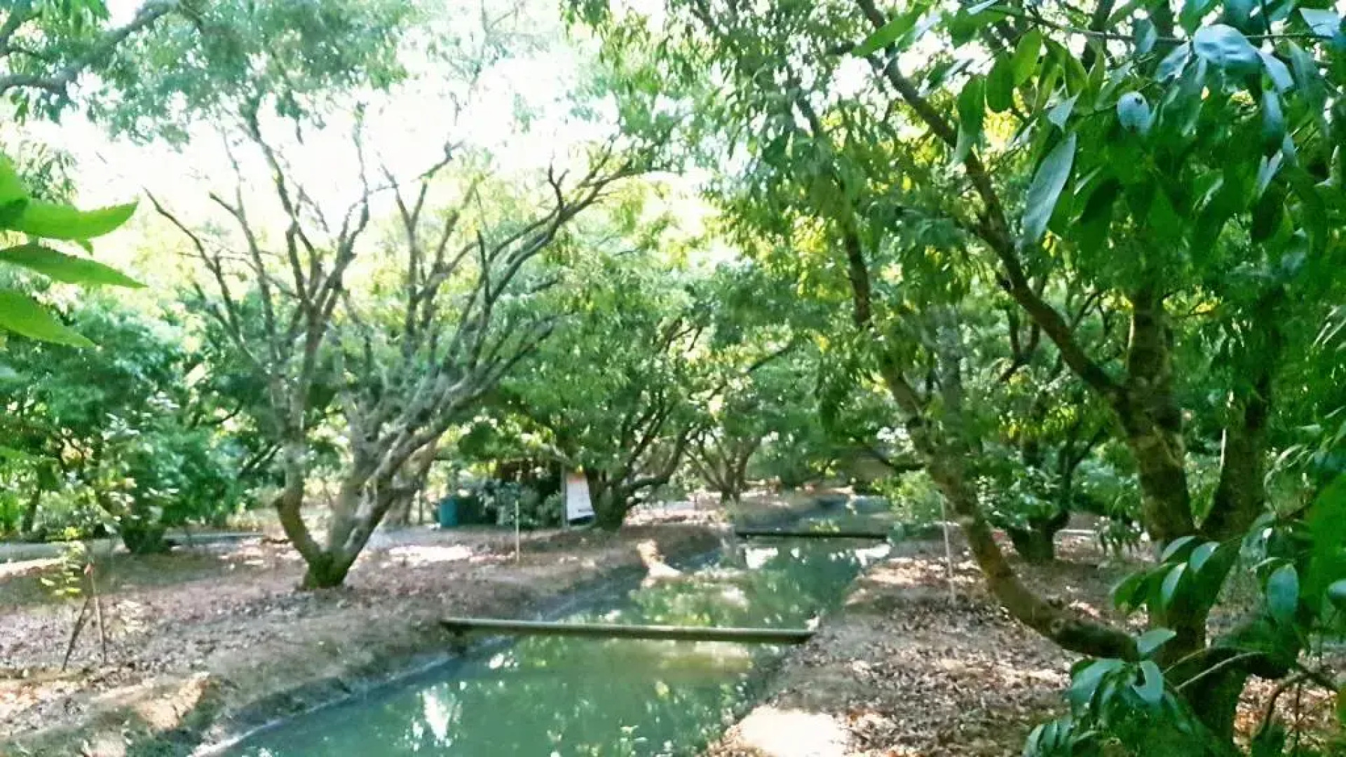 Warakorn Baansuan - Amphawa