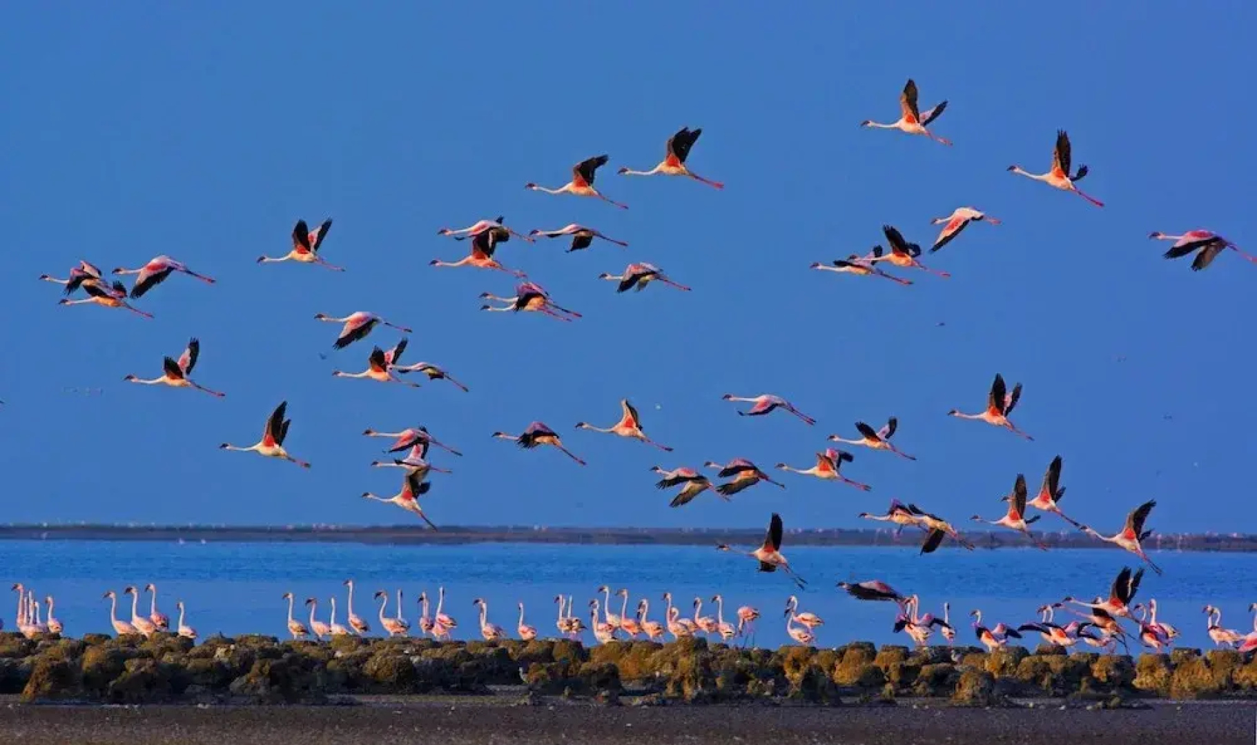 Rann Riders