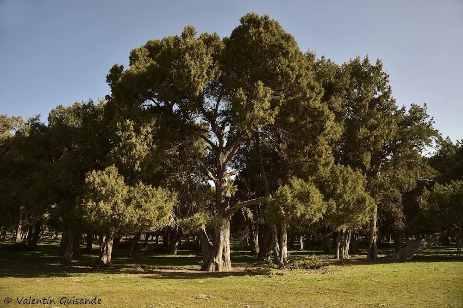 Cabaña Real de Carreteros