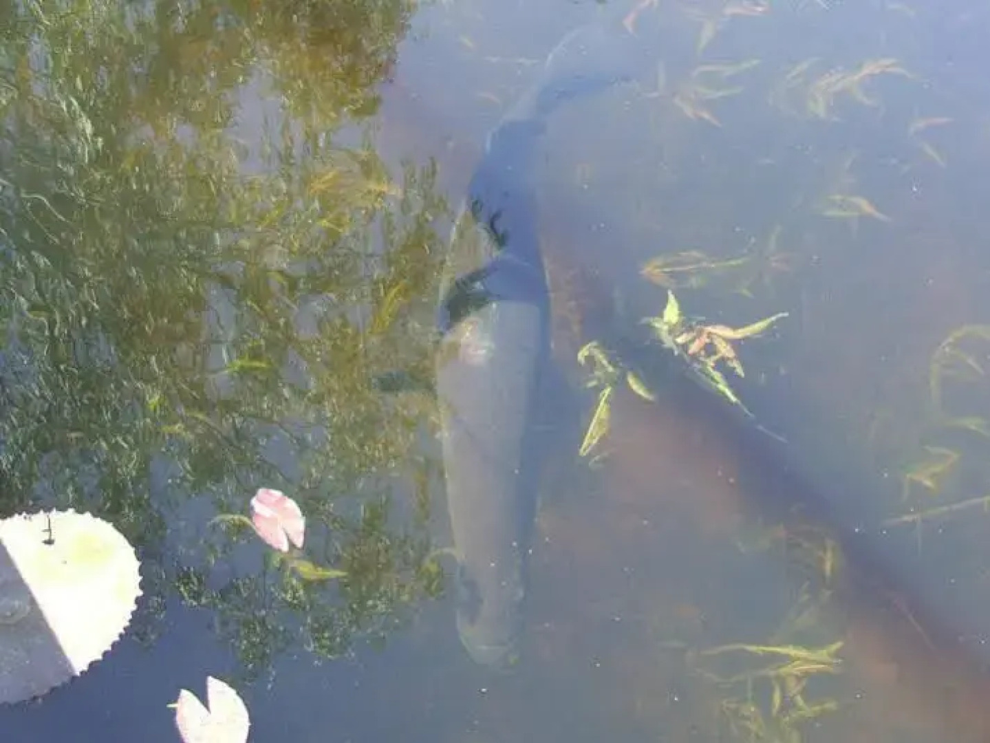 Territory Manor Motel & Caravan Park