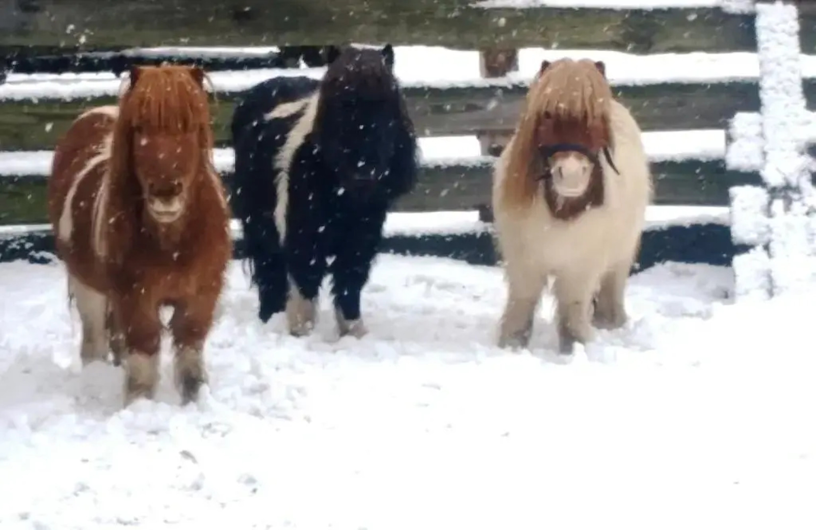 Neue Mühle Hotel und Restaurant