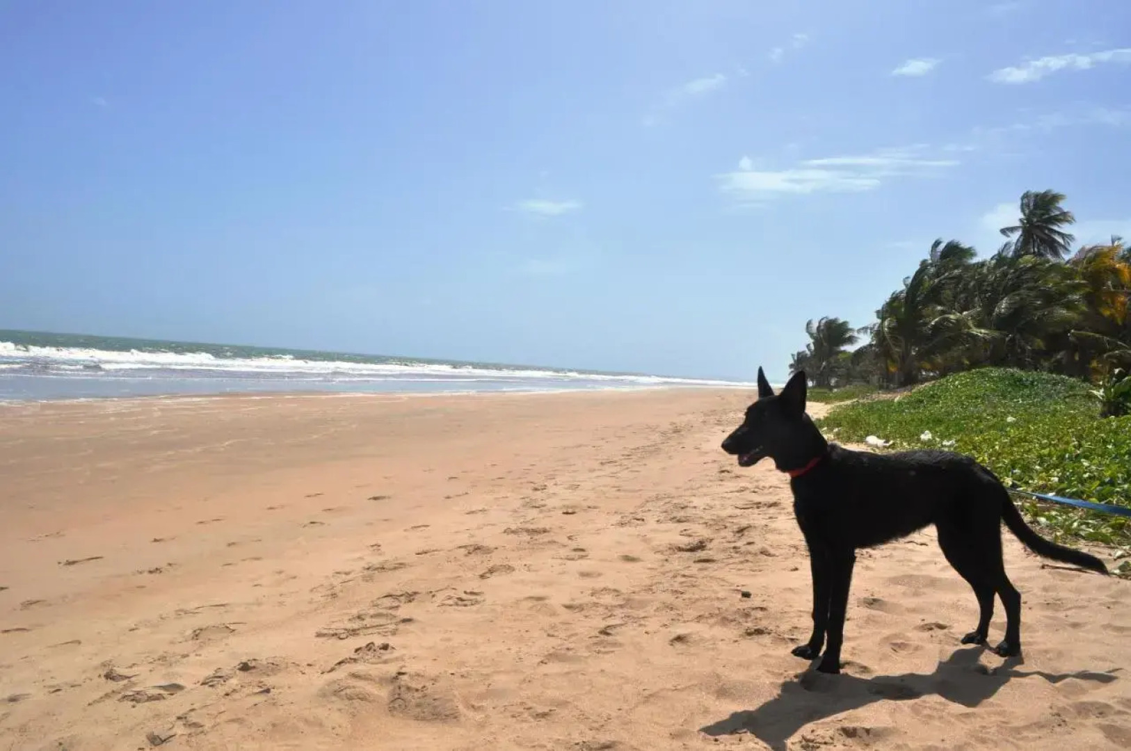 The Leatherback Lodge