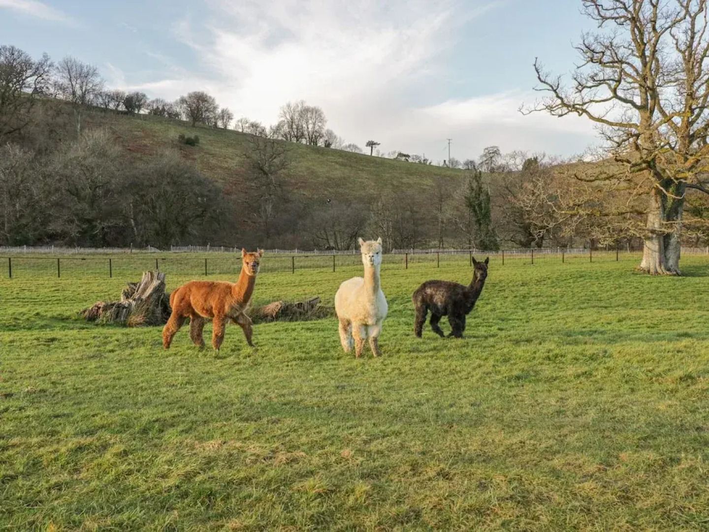 The Paddock, Llanbrynmair