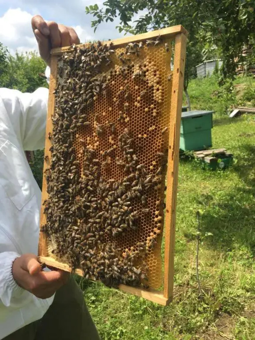 Pensiunea Crinul Alb