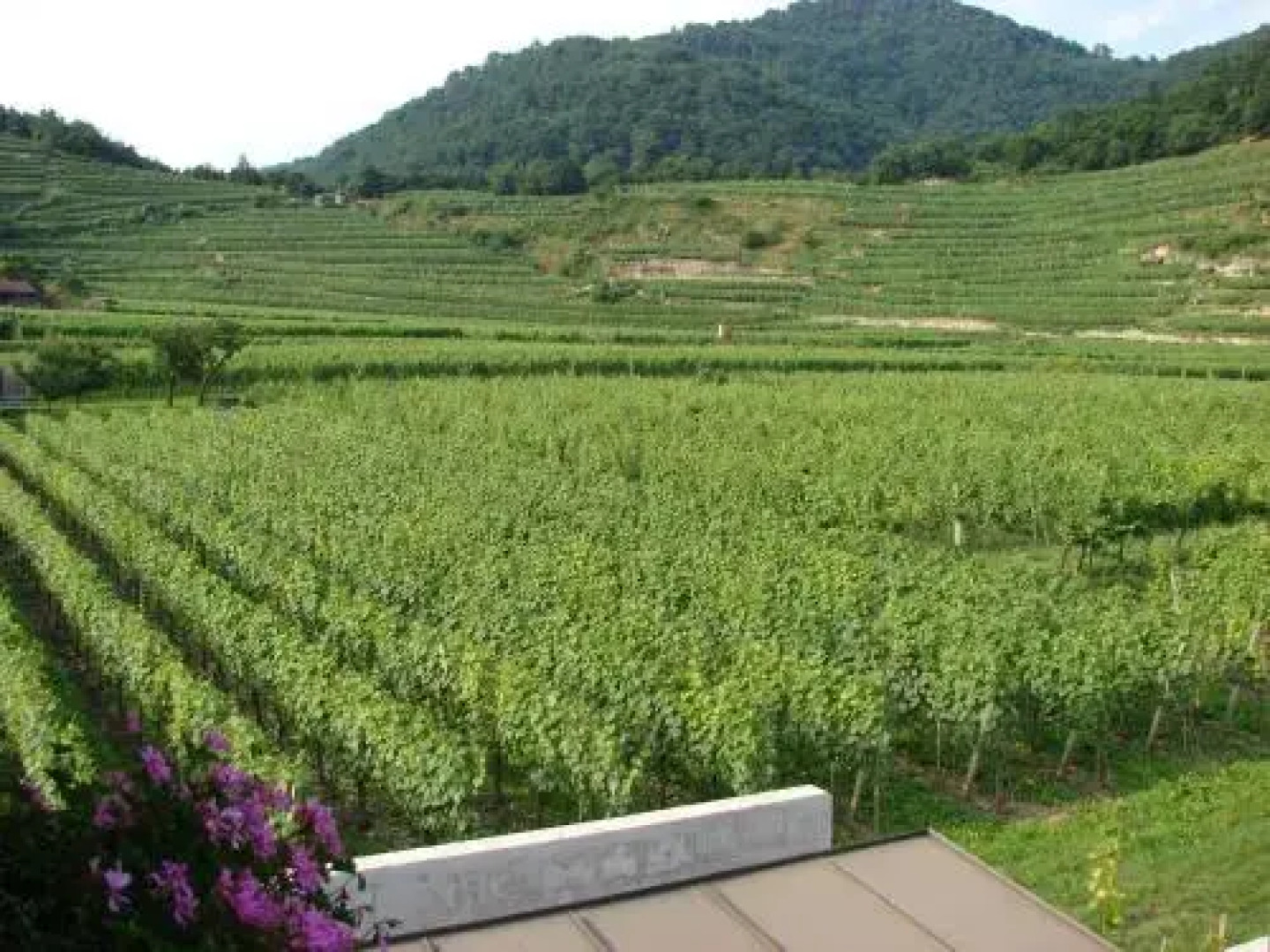 Gästehaus Weinbergblick