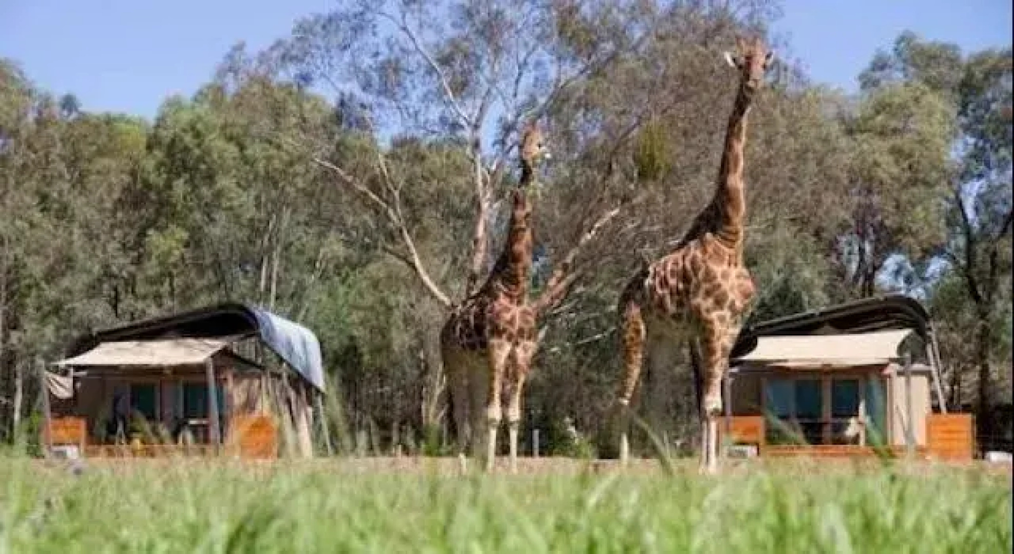 Zoofari Lodge at Taronga Western Plains