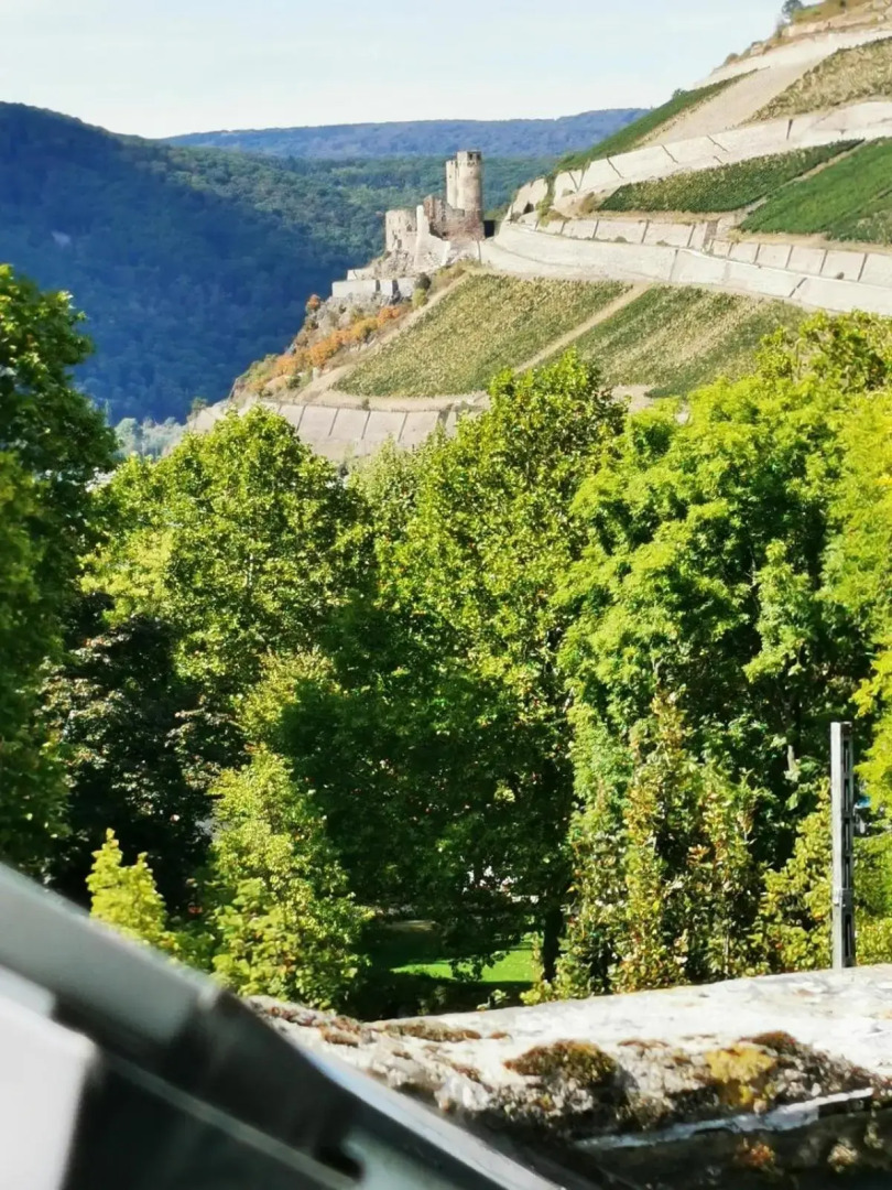 Rheinufer am Hindenburgpark