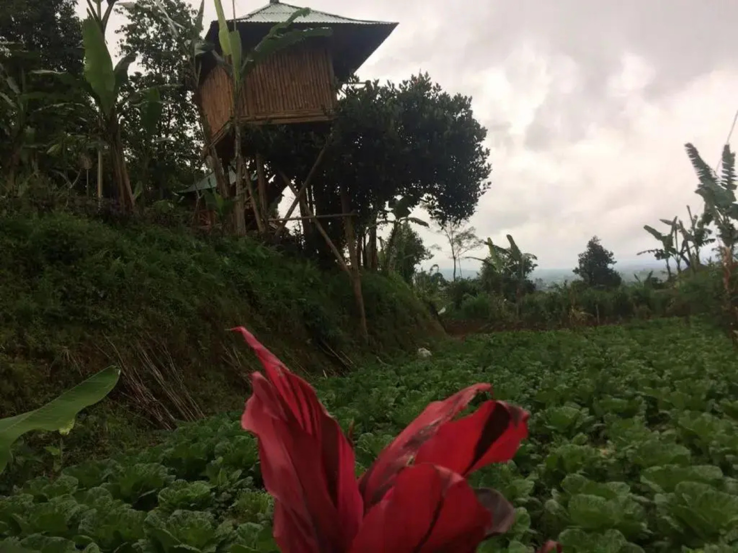 Bali Tree House Pelangi