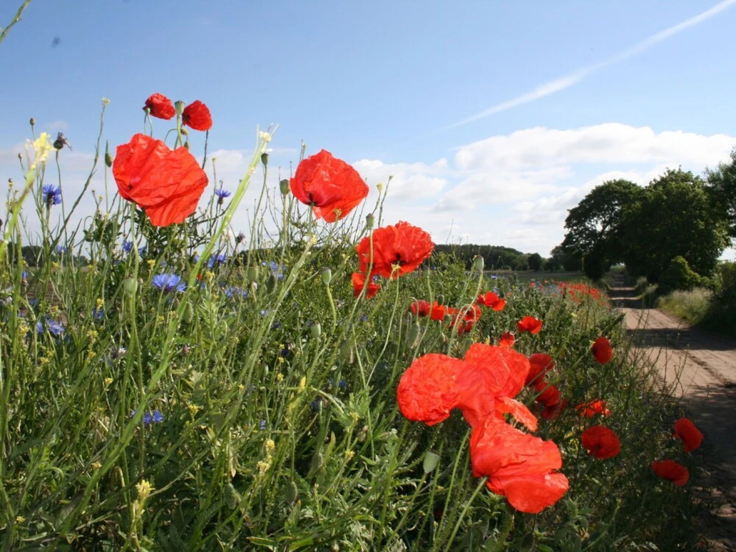 Picturesque Holiday Home in Boiensdorf With Terrace