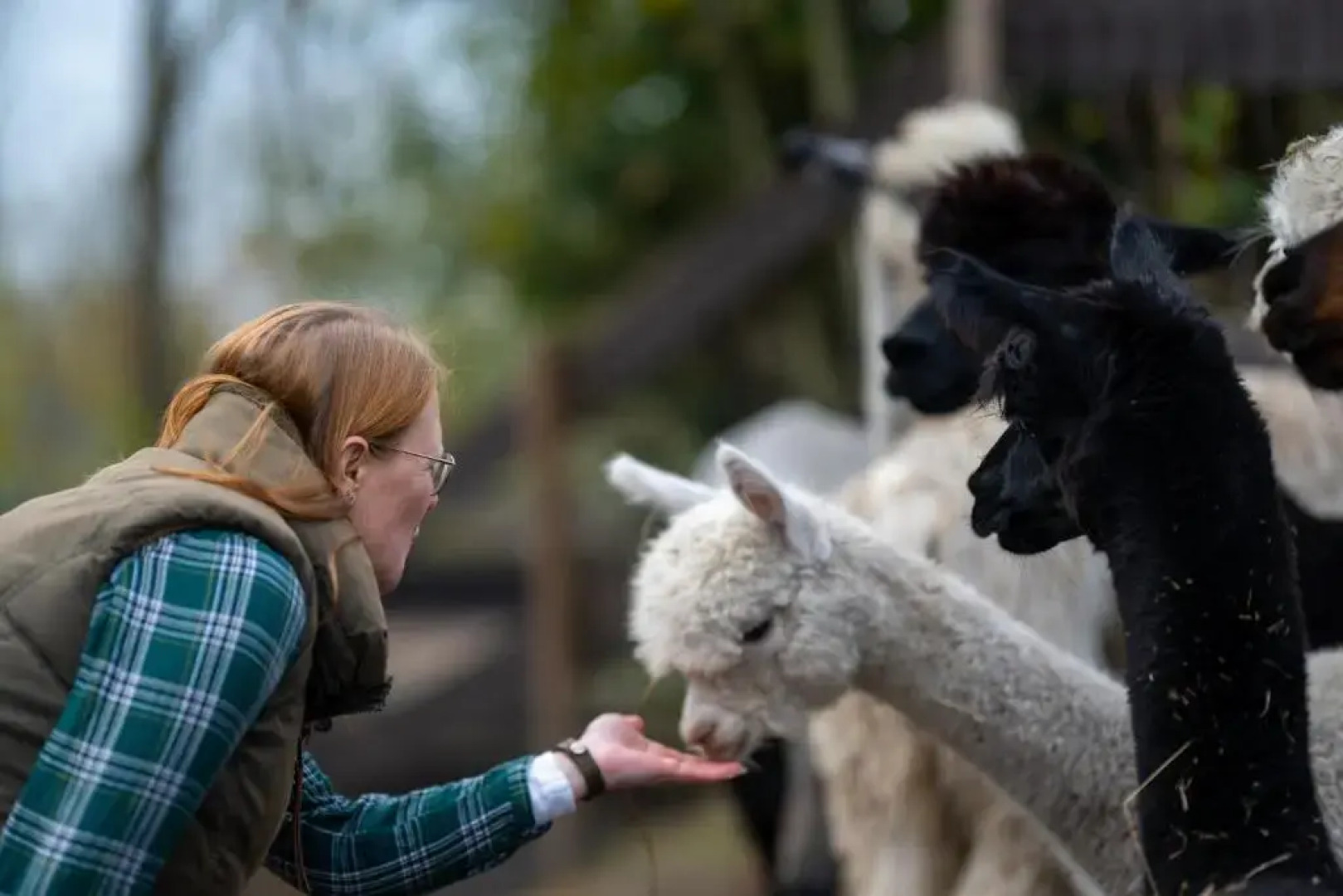 Alpaka- & Ferienhof Neukämper