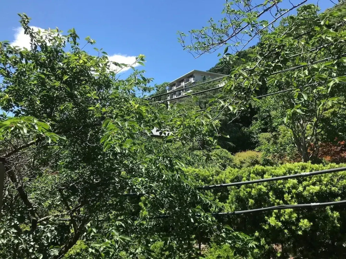 Green Pal Yugawara